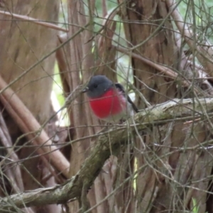 Petroica rosea at Kingston, ACT - 13 Apr 2023