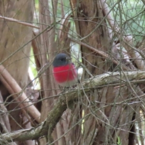 Petroica rosea at Kingston, ACT - 13 Apr 2023