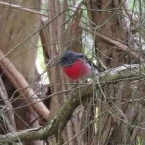 Petroica rosea at Kingston, ACT - 13 Apr 2023