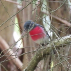 Petroica rosea at Kingston, ACT - 13 Apr 2023