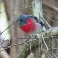 Petroica rosea at Kingston, ACT - 13 Apr 2023