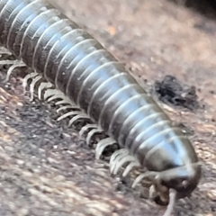 Ommatoiulus moreleti (Portuguese Millipede) at Belconnen, ACT - 14 Apr 2023 by trevorpreston