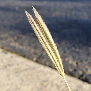 Chloris virgata at Belconnen, ACT - 14 Apr 2023