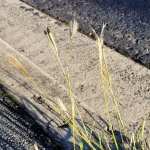 Chloris virgata at Belconnen, ACT - 14 Apr 2023