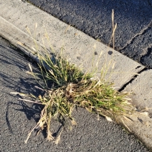 Chloris virgata at Belconnen, ACT - 14 Apr 2023