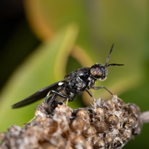 Hermetia illucens at Belconnen, ACT - 8 Aug 2021 08:24 AM