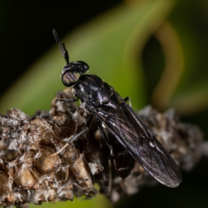 Hermetia illucens at Belconnen, ACT - 8 Aug 2021