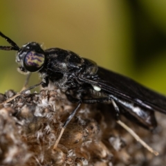 Hermetia illucens at Belconnen, ACT - 8 Aug 2021