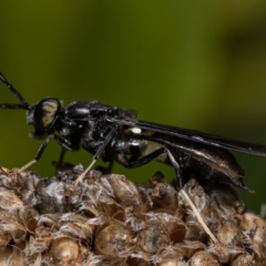 Hermetia illucens at Belconnen, ACT - 8 Aug 2021