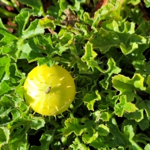 Cucumis myriocarpus at Belconnen, ACT - 14 Apr 2023