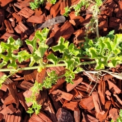 Cucumis myriocarpus at Belconnen, ACT - 14 Apr 2023