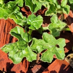 Cucumis myriocarpus at Belconnen, ACT - 14 Apr 2023