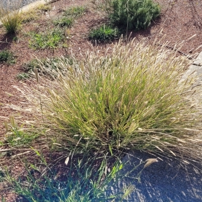 Chloris virgata (Feathertop Rhodes Grass) at Belconnen, ACT - 13 Apr 2023 by trevorpreston