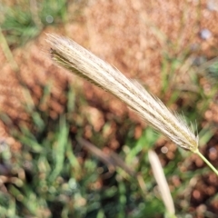 Chloris virgata at Belconnen, ACT - 14 Apr 2023