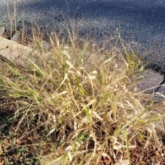 Panicum capillare/hillmanii at Belconnen, ACT - 14 Apr 2023 08:39 AM