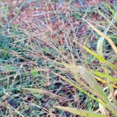 Panicum capillare/hillmanii at Belconnen, ACT - 14 Apr 2023 08:39 AM