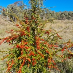 Pyracantha fortuneana (Firethorn) at Jerrabomberra, ACT - 14 Apr 2023 by Mike