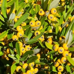 Pyracantha angustifolia (Firethorn, Orange Firethorn) at Jerrabomberra, ACT - 14 Apr 2023 by Mike