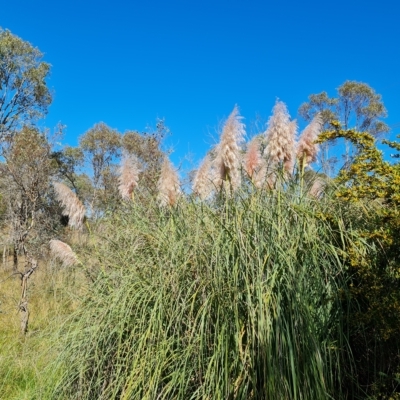 Cortaderia selloana (Pampas Grass) at Jerrabomberra, ACT - 14 Apr 2023 by Mike