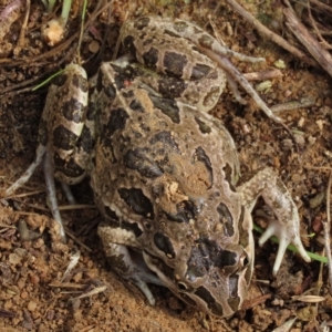 Limnodynastes tasmaniensis at Coree, ACT - 6 Apr 2023