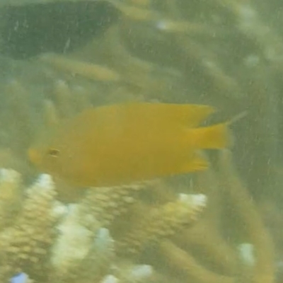 Unidentified Marine Fish Uncategorised at Fitzroy Island, QLD - 14 Apr 2023 by MatthewFrawley