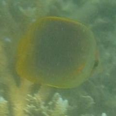 Chaetodon aureofasciatus (Golden-Striped Butterflyfish) at Fitzroy Island, QLD - 14 Apr 2023 by MatthewFrawley