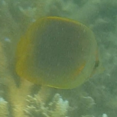 Chaetodon aureofasciatus (Golden-Striped Butterflyfish) at Fitzroy Island, QLD - 14 Apr 2023 by MatthewFrawley