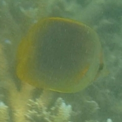 Unidentified Marine Fish Uncategorised at Fitzroy Island, QLD - 14 Apr 2023 by MatthewFrawley