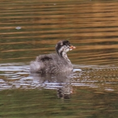 Tachybaptus novaehollandiae (Australasian Grebe) at Coree, ACT - 6 Apr 2023 by AndyRoo