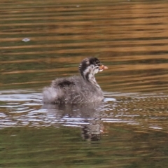 Tachybaptus novaehollandiae (Australasian Grebe) at Coree, ACT - 5 Apr 2023 by AndyRoo