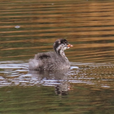 Tachybaptus novaehollandiae (Australasian Grebe) at Coree, ACT - 6 Apr 2023 by AndyRoo