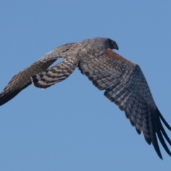 Circus assimilis (Spotted Harrier) at Molonglo Valley, ACT - 14 Apr 2023 by rawshorty