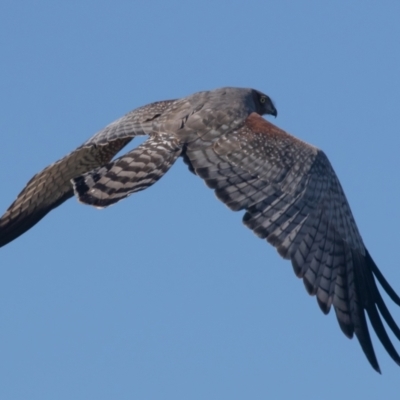 Circus assimilis (Spotted Harrier) at Molonglo Valley, ACT - 14 Apr 2023 by rawshorty