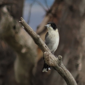 Cracticus torquatus at Coree, ACT - 6 Apr 2023