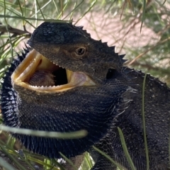 Pogona barbata at Stromlo, ACT - suppressed