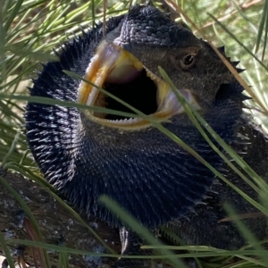 Pogona barbata at Stromlo, ACT - suppressed