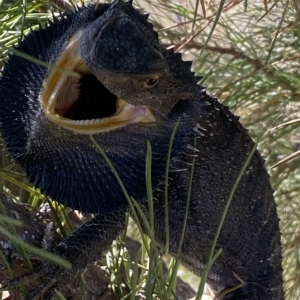 Pogona barbata at Stromlo, ACT - suppressed