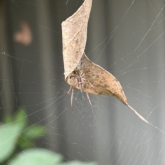 Phonognatha graeffei (Leaf Curling Spider) at Kambah, ACT - 27 Mar 2023 by Kiwi