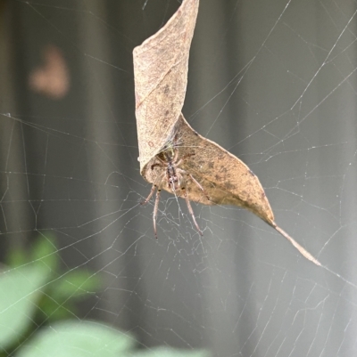 Phonognatha graeffei (Leaf Curling Spider) at Kambah, ACT - 27 Mar 2023 by Kiwi