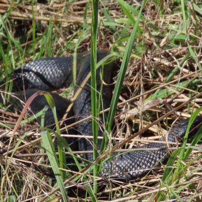 Pseudechis porphyriacus (Red-bellied Black Snake) at Molonglo River Reserve - 13 Apr 2023 by SandraH