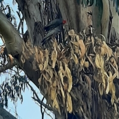 Callocephalon fimbriatum (Gang-gang Cockatoo) at Yarralumla, ACT - 14 Apr 2023 by pendy