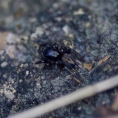 Salticidae (family) at Florey, ACT - 10 Apr 2023 by KorinneM