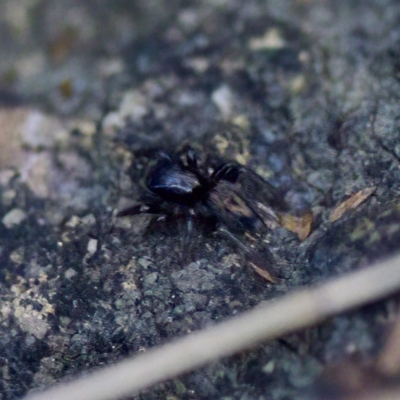 Salticidae (family) at Florey, ACT - 10 Apr 2023 by KorinneM