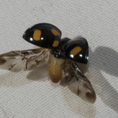 Orcus australasiae (Orange-spotted Ladybird) at Boorowa, NSW - 13 Apr 2023 by AlisonMilton