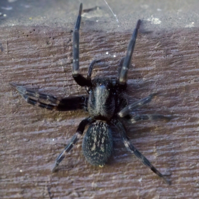 Badumna longinqua (Grey House Spider) at Florey, ACT - 10 Apr 2023 by KorinneM