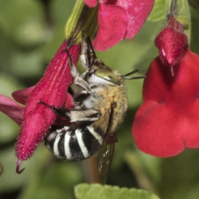 Amegilla (Zonamegilla) asserta (Blue Banded Bee) at Hawker, ACT - 10 Apr 2023 by AlisonMilton