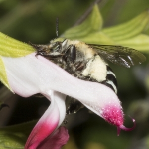 Amegilla (Zonamegilla) asserta at Hawker, ACT - 10 Apr 2023