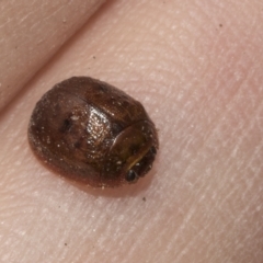 Trachymela sp. (genus) at Higgins, ACT - 10 Apr 2023