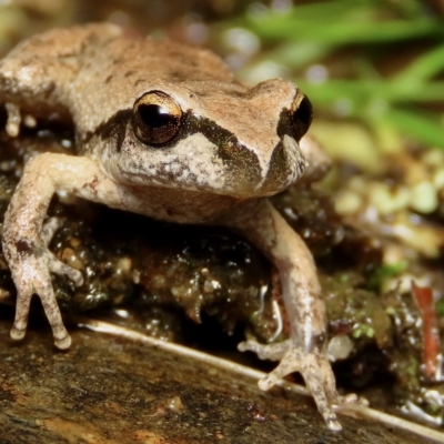 Litoria lesueuri (Lesueur's Tree-frog) at Captains Flat, NSW - 14 Apr 2023 by aussiestuff