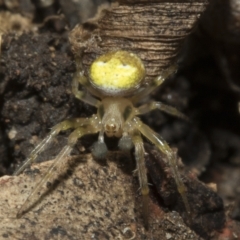 Araneus albotriangulus (White-triangle orb weaver) at Higgins, ACT - 10 Apr 2023 by AlisonMilton